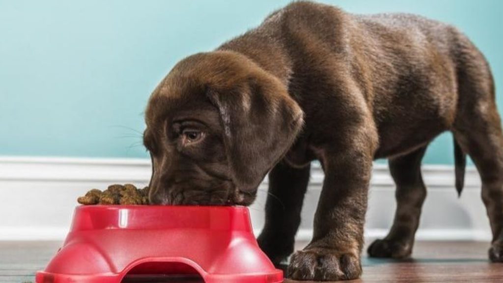 para-perros