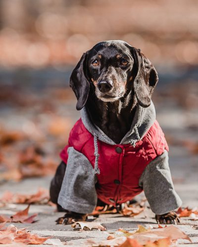 ParKa de invierno